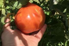Piccoli pomodori crescono! #casinadellaburraia #pomodori #orto #settembre